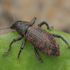 Straubliukas - Herpisticus laesicollis | Fotografas Gintautas Steiblys