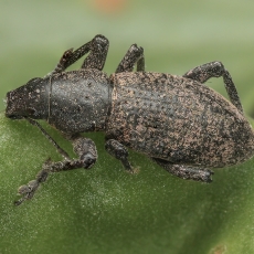 Straubliukas - Herpisticus laesicollis | Fotografas Gintautas Steiblys