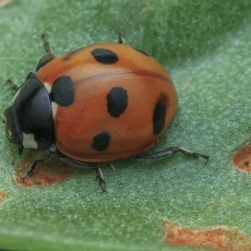 Alžyrinė septyntaškė boružė - Coccinella algerica | Fotografas Gintautas Steiblys