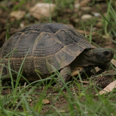 Kraštuotasis vėžlys - Testudo marginata | Fotografas Gintautas Steiblys