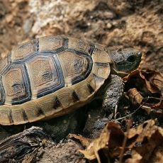 Graikinis vėžlys - Testudo graeca, juv. | Fotografas Gintautas Steiblys