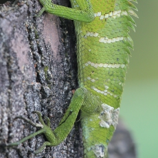 Paprastasis kalotas - Calotes calotes ♀ | Fotografas Gintautas Steiblys