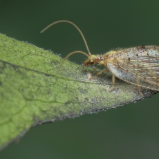 Lapasparnis - Hemerobius humulinus | Fotografas Gintautas Steiblys