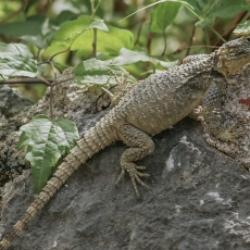 Žvaigždėtoji agama - Laudakia stellio | Fotografas Gintautas Steiblys