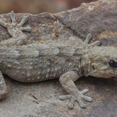 Tenerifinis sieninis gekonas - Tarentola delalandii | Fotografas Gintautas Steiblys