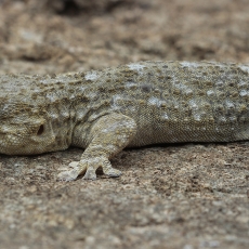 Tenerifinis sieninis gekonas - Tarentola delalandii | Fotografas Gintautas Steiblys