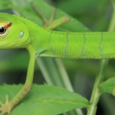 Paprastasis kalotas - Calotes calotes, juv. | Fotografas Gintautas Steiblys