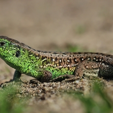 Vikrusis driežas - Lacerta agilis ♂ | Fotografas Gintautas Steiblys