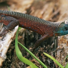 Mėlyngerklis pleištinis driežas - Algyroides nigropunctatus ♂ | Fotografas Gintautas Steiblys