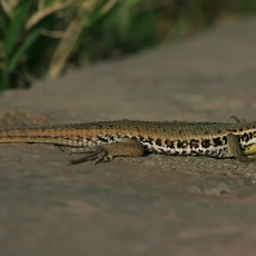 Grakštusis gyvatgalvis - Ophisops elegans basoglui | Fotografas Gintautas Steiblys