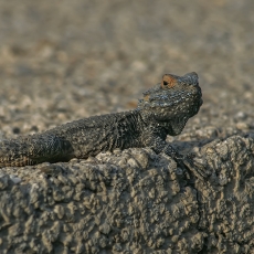 Žvaigždėtoji agama - Laudakia stellio, juv. | Fotografas Gintautas Steiblys