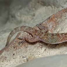 Viduržeminis gekonas - Hemidactylus turcicus | Fotografas Gintautas Steiblys