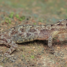 Uolinis gekonas - Cnemaspis sp. | Fotografas Gintautas Steiblys