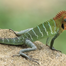 Paprastasis kalotas - Calotes calotes ♂ | Fotografas Gintautas Steiblys
