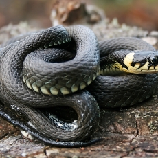 Geltonskruostis žaltys - Natrix natrix | Fotografas Gintautas Steiblys
