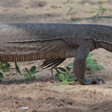 Bengalinis varanas - Varanus bengalensis | Fotografas Gintautas Steiblys