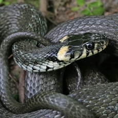 Geltonskruostis žaltys - Natrix natrix | Fotografas Gintautas Steiblys