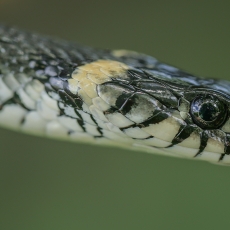 Geltonskruostis žaltys - Natrix natrix | Fotografas Gintautas Steiblys