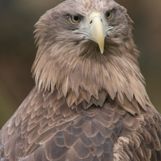 Paprastasis jūrinis erelis - Haliaeetus albicilla | Fotografas Gintautas Steiblys