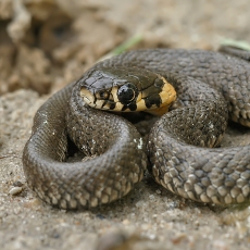 Geltonskruostis žaltys - Natrix natrix, juv. | Fotografas Gintautas Steiblys