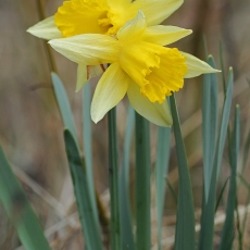 Tariamasis narcizas - Narcissus pseudonarcissus | Fotografas Gintautas Steiblys