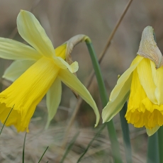 Tariamasis narcizas - Narcissus pseudonarcissus | Fotografas Gintautas Steiblys