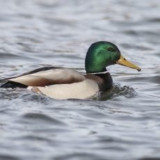 Didžioji antis - Anas platyrhynchos ♂ | Fotografas Gintautas Steiblys