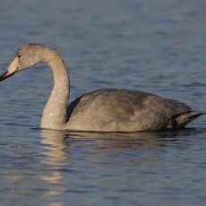 Gulbė giesmininkė - Cygnus cygnus, juv. | Fotografas Gintautas Steiblys