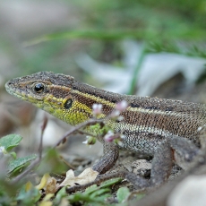 Grakštusis gyvatgalvis - Ophisops elegans | Fotografas Gintautas Steiblys