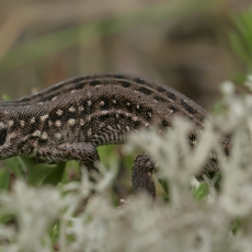Vikrusis driežas - Lacerta agilis | Fotografas Gintautas Steiblys
