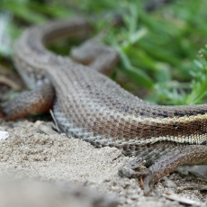 Grakštusis gyvatgalvis - Ophisops elegans | Fotografas Gintautas Steiblys