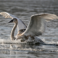 Gulbė nebylė - Cygnus olor, juv. | Fotografas Gintautas Steiblys