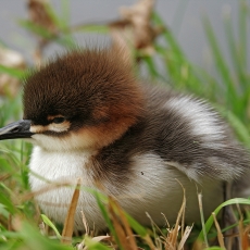 Didysis dančiasnapis - Mergus merganser, juv. | Fotografas Gintautas Steiblys