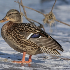 Didžioji antis - Anas platyrhynchos ♀ | Fotografas Gintautas Steiblys