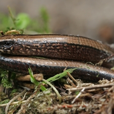 Trapusis gluodenas - Anguis fragilis | Fotografas Gintautas Steiblys
