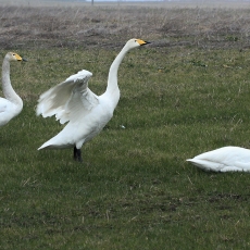 Gulbės giesmininkės - Cygnus cygnus | Fotografas Gintautas Steiblys