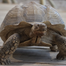 Pentinuotasis vėžlys - Centrochelys sulcata | Fotografas Gintautas Steiblys