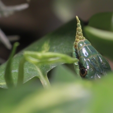 Raganosė gyvatė - Gonyosoma boulengeri | Fotografas Gintautas Steiblys