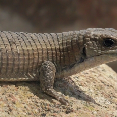 Didysis gerozauras - Broadleysaurus major | Fotografas Gintautas Steiblys