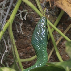 Raganosė gyvatė - Gonyosoma boulengeri | Fotografas Gintautas Steiblys