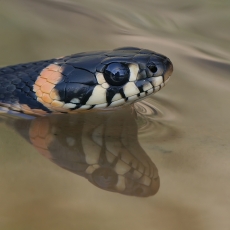 Geltonskruostis žaltys - Natrix natrix | Fotografas Gintautas Steiblys