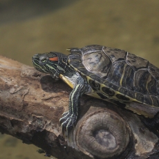 Raudonausis raštuotasis vėžlys - Trachemys scripta ssp. elegans | Fotografas Gintautas Steiblys