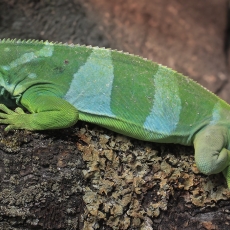Fidžinė juostuotoji iguana - Brachylophus fasciatus | Fotografas Gintautas Steiblys