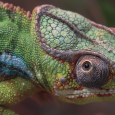 Panterinis chameleonas - Furcifer pardalis | Fotografas Gintautas Steiblys