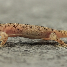 Dėmėtasis naminis gekonas - Hemidactylus parvimaculatus | Fotografas Gintautas Steiblys