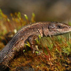 Gyvavedis driežas - Zootoca vivipara | Fotografas Gintautas Steiblys