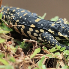Vandeninis varanas - Varanus salvator | Fotografas Gintautas Steiblys