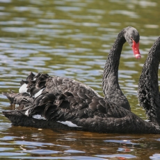Juodosios gulbės - Cygnus atratus | Fotografas Gintautas Steiblys