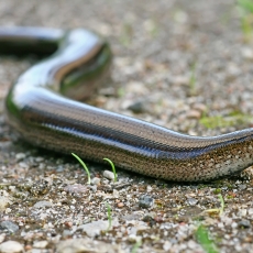 Trapusis gluodenas - Anguis fragilis | Fotografas Gintautas Steiblys