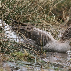 Naminė žąsis - Anser anser var. domesticus | Fotografas Gintautas Steiblys